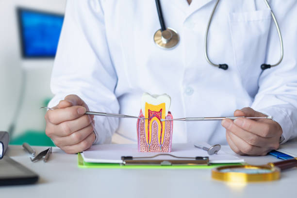 Best Emergency Dentist for Lost Fillings or Crowns in Shady Hills, FL